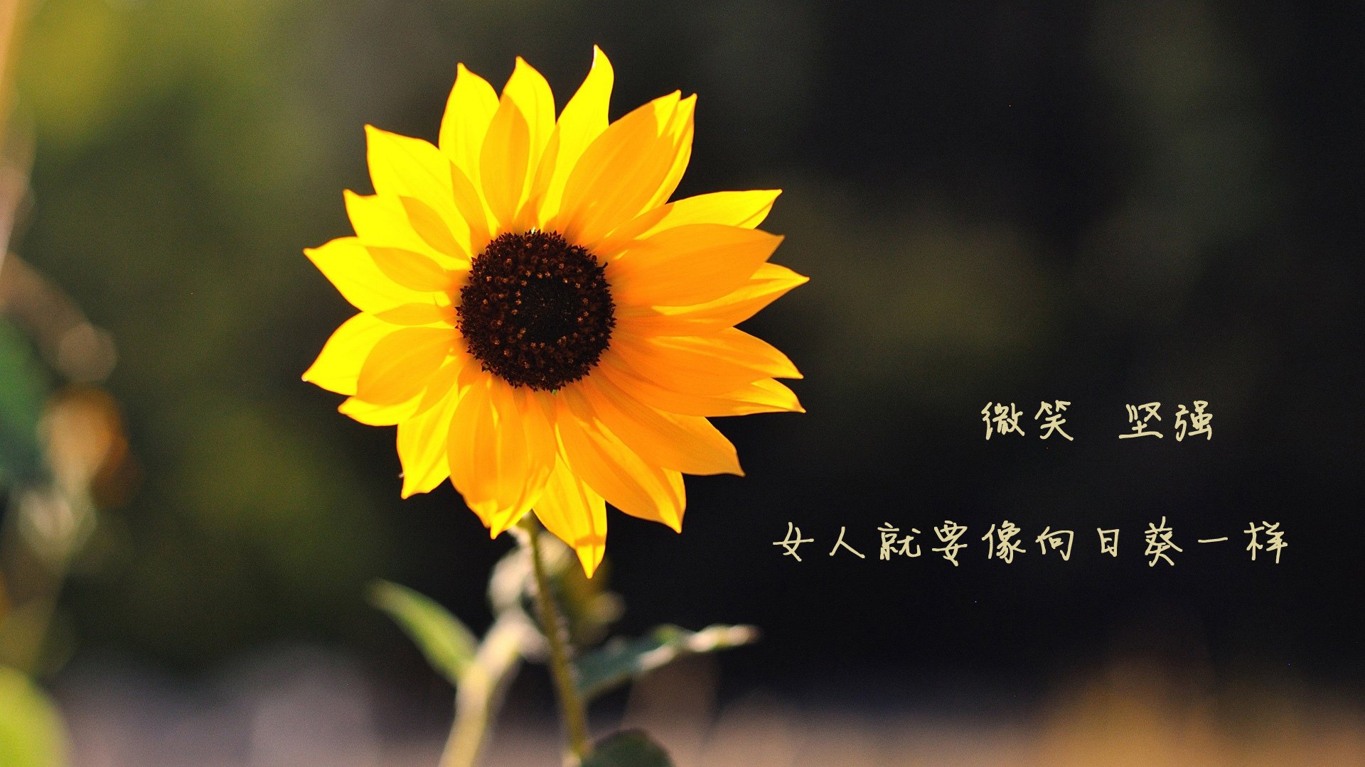 塞尔维亚豪取三分，锁定晋级资格，塞尔维亚怎么样了